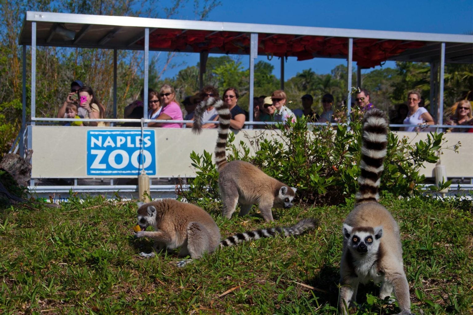 Naples Zoo at Caribbean Gardens is Fun for All Ages Sun Palace