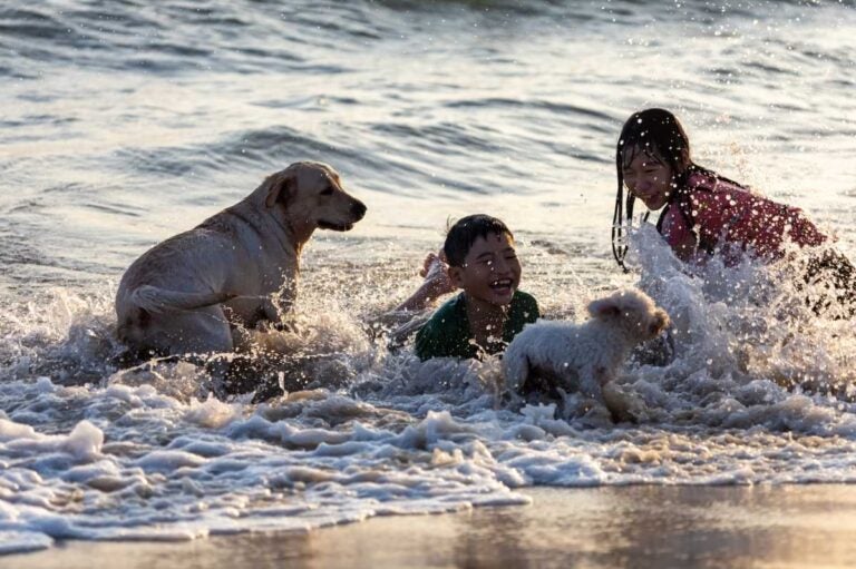 Best-Dog-Friendly-Activities-in-Fort-Myers-Beach-FL