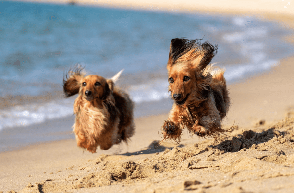 Pet-Friendly Fort Myers Beach: A Complete Guide for Traveling with Pets